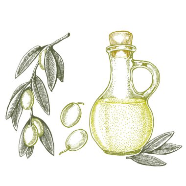 Zeytinyağı ve zeytinyağlı bir şişe. Paket için klasik retro tarzı illüstrasyon. Zeytinyağlı kozmetik ve organik tarım sağlıklı gıdalar.