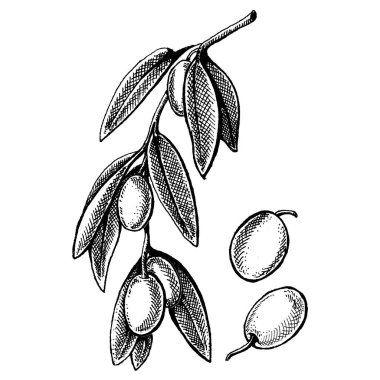 Zeytinyağına karşılık zeytin yağı. Paketleme için antika bir illüstrasyon. Zeytinyağlı kozmetik ve organik tarım sağlıklı gıdalar..