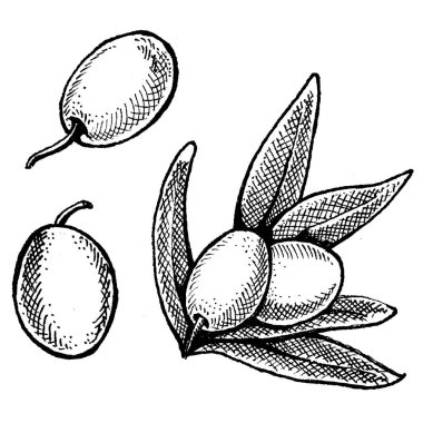 Zeytinyağına karşılık zeytin yağı. Paketleme için antika bir illüstrasyon. Zeytinyağlı kozmetik ve organik tarım sağlıklı gıdalar..