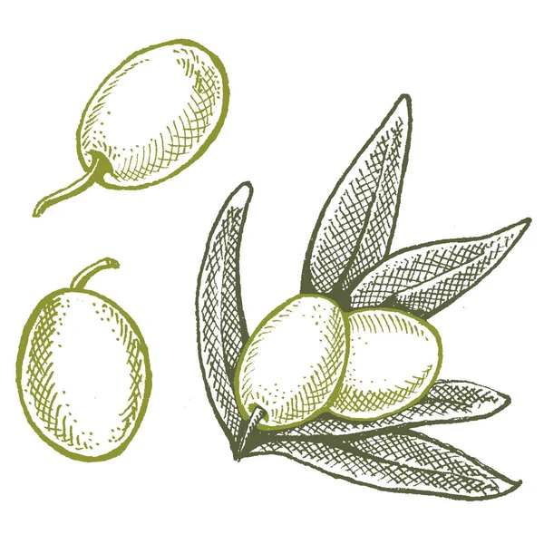 Aceitunas para aceite de oliva. Ilustración de estilo retro vintage para embalaje. Cosmético con aceite de oliva y alimentos saludables granja ecológica . — Vector de stock