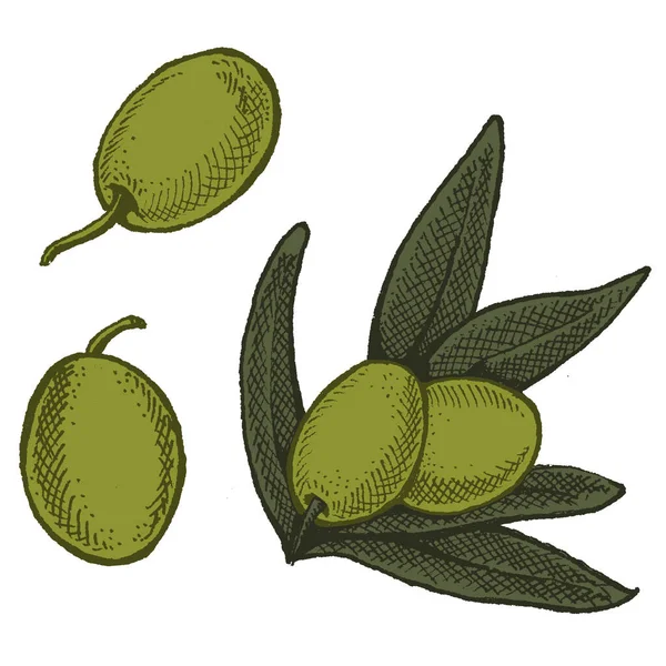 Aceitunas para aceite de oliva. Ilustración de estilo retro vintage para embalaje. Cosmético con aceite de oliva y alimentos saludables granja ecológica . — Vector de stock
