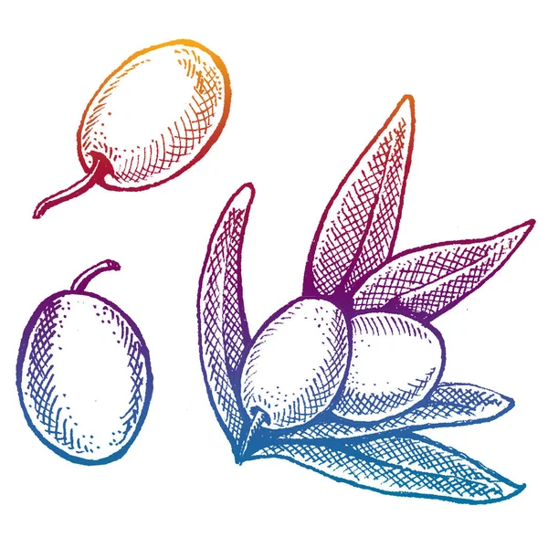 Oliven für Olivenöl. Illustration im Retro-Stil für Verpackungen. Kosmetik mit Olivenöl und Bio-Bauernhof gesunde Lebensmittel. — Stockvektor