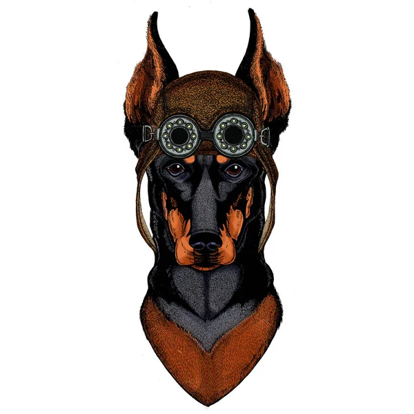 Perro, doberman. Portait de animal. Aviador volando casco de cuero con googles . — Foto de Stock