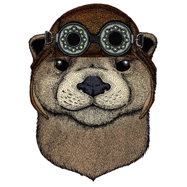 Portret wydry. Słodka zwierzęca głowa. Latający hełm skórzany Aviator z googlami. — Zdjęcie stockowe