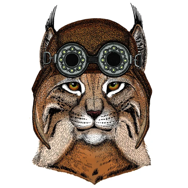 Lynx, gato montés, retrato de trote. Cabeza de gato salvaje. Cara de animal. Aviador volando casco de cuero con googles . —  Fotos de Stock