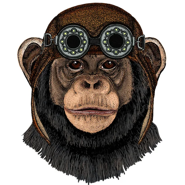 Csimpánz, csimpánz portré. Majompofa. Majomfej. Madár repülő bőr sisak googles. — Stock Fotó