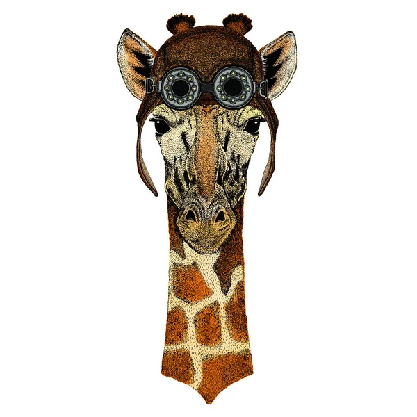 Tête de girafe. Portrait d'animal sauvage. Aviator casque en cuir volant avec googles . — Photo