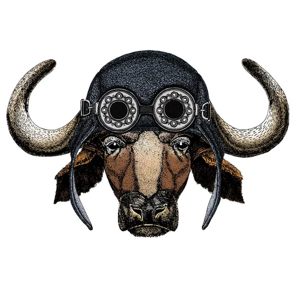 Bufalo, bizon, boğa, inek portresi. Hayvanın yüzü. Havacı, Google 'lı deri kask.. — Stok fotoğraf