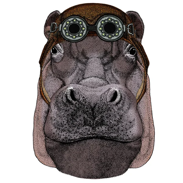 Portrait of hippopotamus, hippo. Wild african animal. Aviator flying leather helmet with googles. — Stock Photo, Image