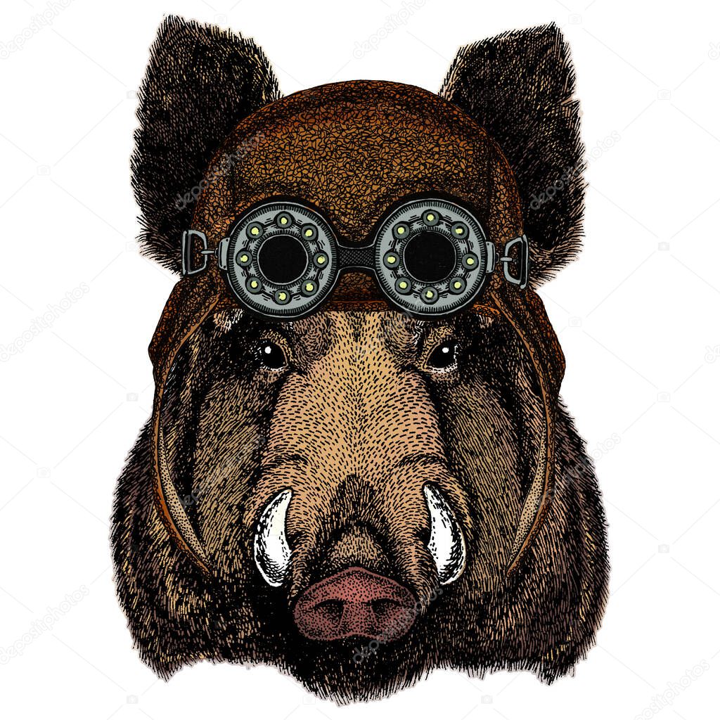 Animal wearing aviator flying leather helmet with googles.