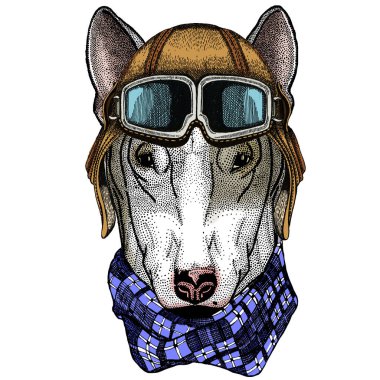 Bullterrier, dostum. Çizgi film hayvanı portresi. Google 'lı vintage havacı kaskı.