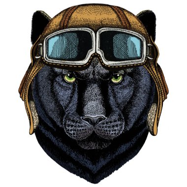 Kara Panter, puma. Hayvan kafası. Vahşi kedi portresi. Google 'lı vintage havacı kaskı.