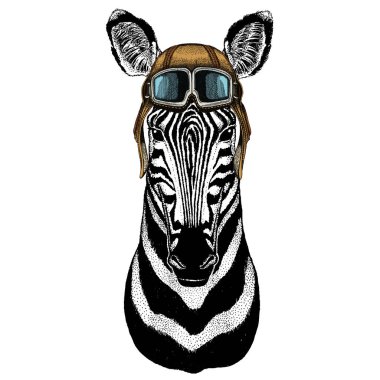 Zebra portresi. Vahşi hayvanların başı. Google 'lı vintage havacı kaskı.