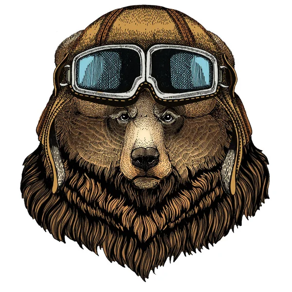 회색곰. 야생 동물의 초상화. 구글로 헬멧을 쓴 빈티지 비행사. — 스톡 사진