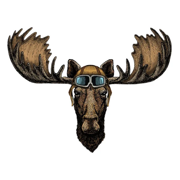 Moose head. Portrait of funny animal. Vintage aviator helmet with googles. — Stock Photo, Image