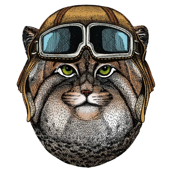 Tête de chat Pallas. Fabriquer la tête. Portrait de chat sauvage. Casque aviateur vintage avec googles . — Photo
