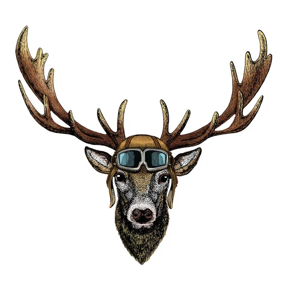 Deer portrait. Head of wild animal. Vintage aviator helmet with googles. — Stock Photo, Image