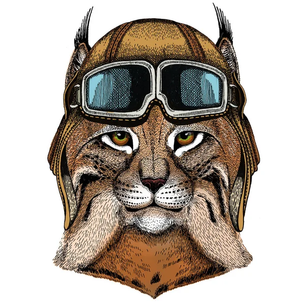 リンクスボブキャットトロットの肖像画。野生の猫の頭。動物の顔。ヴィンテージアビエイターヘルメットとともにグーグル. — ストック写真