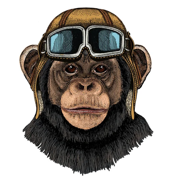 침팬지, 침팬지 사진. 원숭이 얼굴. 유인원 머리. 구글로 헬멧을 쓴 빈티지 비행사. — 스톡 사진