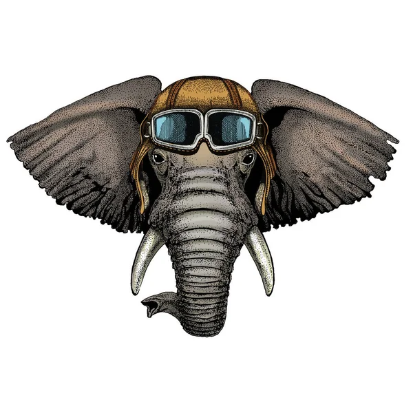 Elefantenkopf. Porträt eines wilden Tieres. Oldtimer Fliegerhelm mit Brille. — Stockfoto