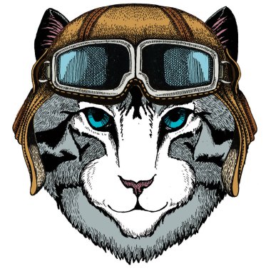 Evcil kedinin yüzü. Hayvan portresi. Google 'lı vintage havacı kaskı.