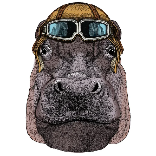 Portrait d'hippopotame, hippopotame. Animal sauvage africain. Casque aviateur vintage avec googles . — Photo