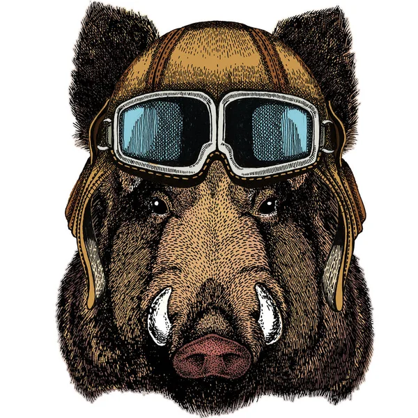 Porträt von Wildschwein, Wildschwein, Schwein. Gesicht des tapferen Tieres. Oldtimer Fliegerhelm mit Brille. — Stockfoto