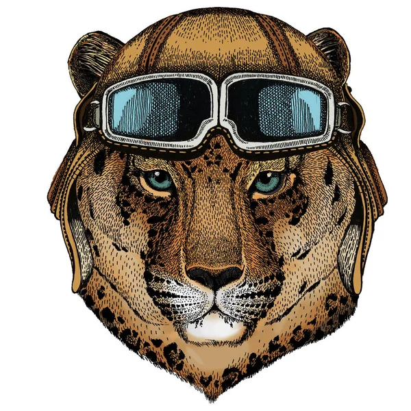 Leopardo, cara de jaguar. Retrato de animal selvagem. Capacete aviador vintage com óculos . — Fotografia de Stock