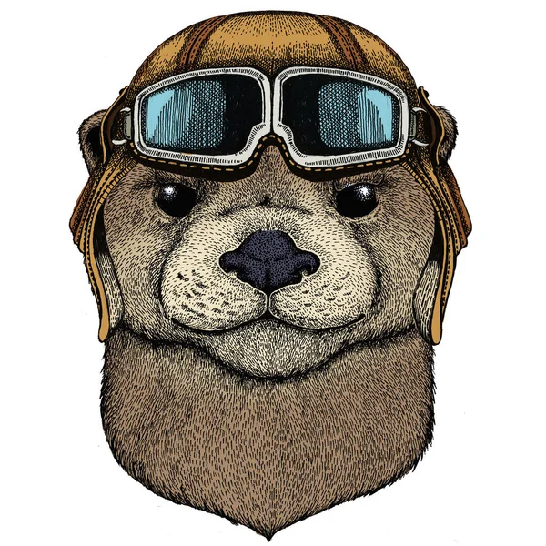 Portret wydry. Słodka zwierzęca głowa. Klasyczny hełm pilota z googlami. — Zdjęcie stockowe
