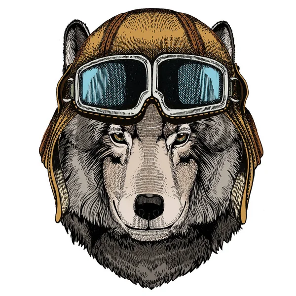 Wolfsporträt. Kopf des wilden Tieres. Oldtimer Fliegerhelm mit Brille. — Stockfoto