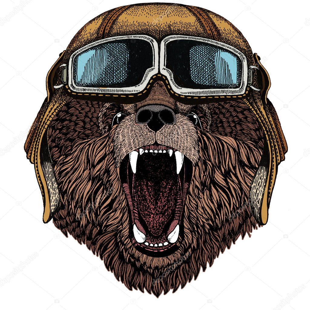 Wild bear. Portrait of animal. Vintage aviator helmet with googles.