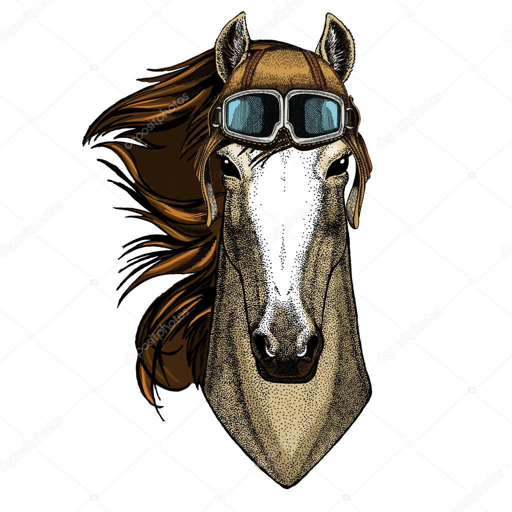 Horse, steed, courser. Portrait of wild animal. Vintage aviator helmet with googles.