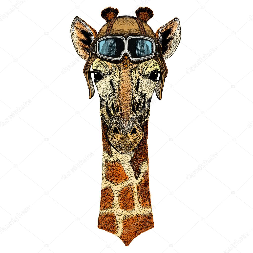 Giraffe head. Portrait of wild animal. Vintage aviator helmet with googles.