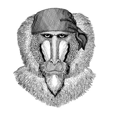 Maymun, babun, maymun. Korsan bandana takan vahşi bir hayvan. Cesur bir denizci. Dövme, amblem, rozet, logo, yama için el çizimi resim