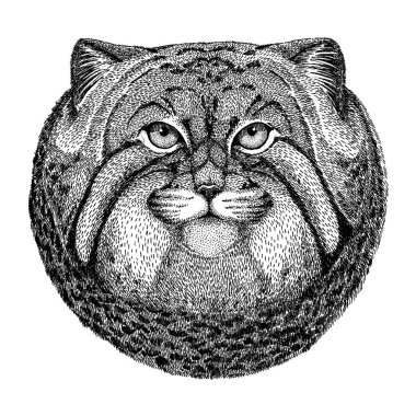 Vahşi kedi. Manul. Vahşi hayvan dövmesi, çocuk posteri, tişört, giysi, poster, amblem, rozet, logo, yama
