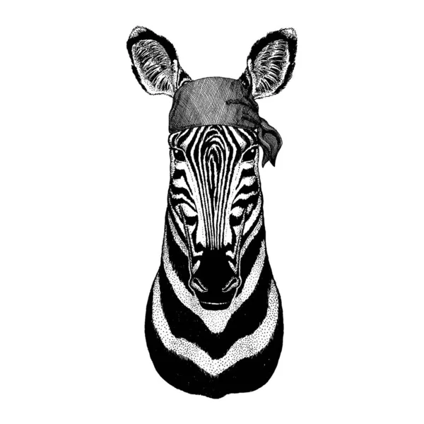 Zebra Wild animal wearing pirate bandana. Brave sailor. Hand drawn image for tattoo, emblem, badge, logo, patch — Stock Vector