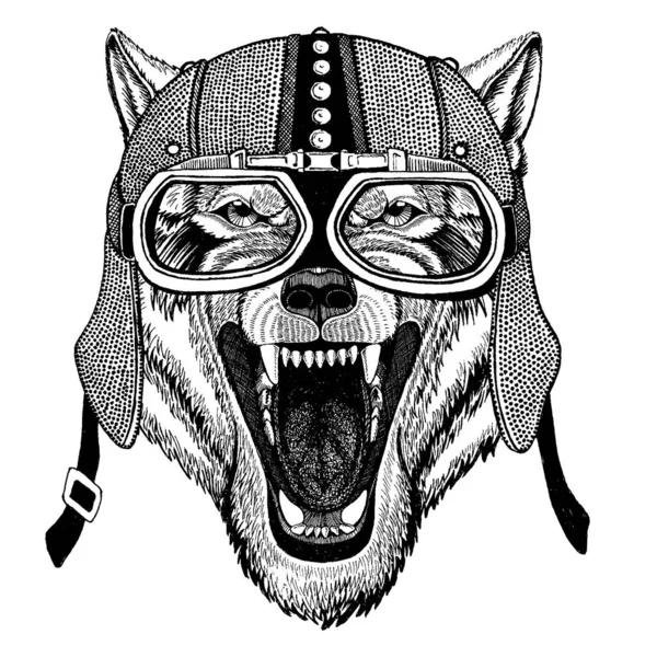 Wolf, dog Wild animal wearing motorcycle, aero helmet. Biker illustration for t-shirt, posters, prints. — Stock Vector