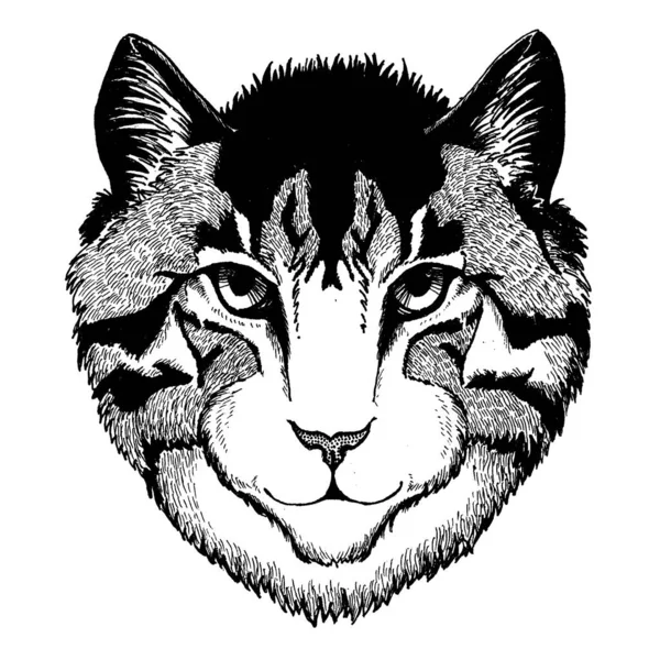 Cat. Wild animal for tattoo, nursery poster, children tee, clothing, posters, emblem, badge, logo, patch — Stok Vektör
