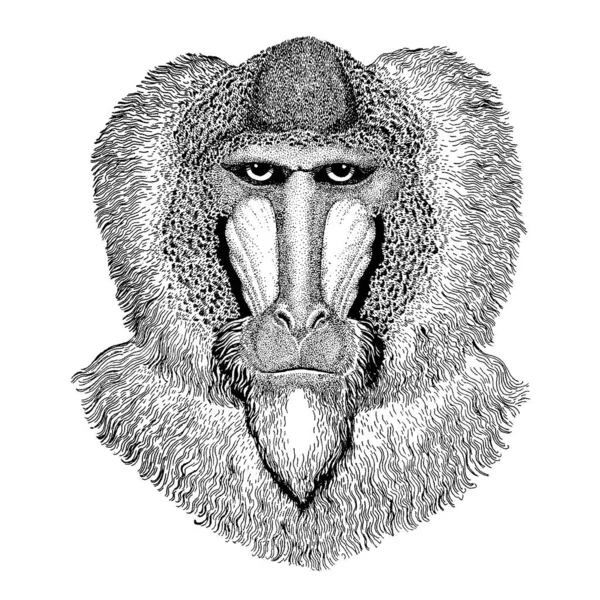 Macaco, babuíno, macaco. Animal selvagem para tatuagem, cartaz do berçário, tee das crianças, roupa, cartazes, emblema, emblema, logotipo, remendo —  Vetores de Stock