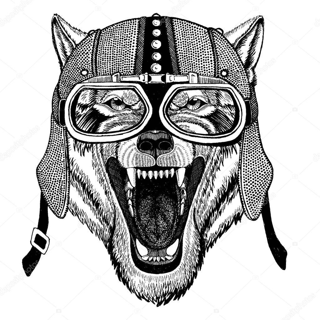 Wolf, dog Wild animal wearing motorcycle, aero helmet. Biker illustration for t-shirt, posters, prints