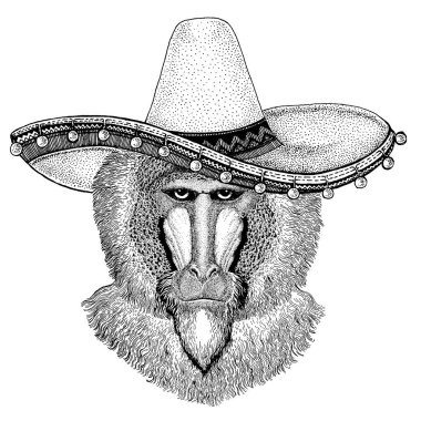 Meksikalı sombrero. Ulusal şapka. Cinco de mayonez. Ölüler Günü.