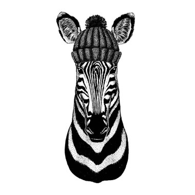 Zebra At Havalı hayvan örülmüş kış şapkası takıyor. Dövme, tişört, amblem, rozet, logo, yama için başlık.