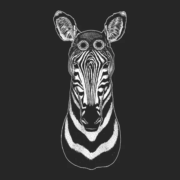 Zebra portrait. Aviator leather helmet. Head of wild animal. — Stock Vector