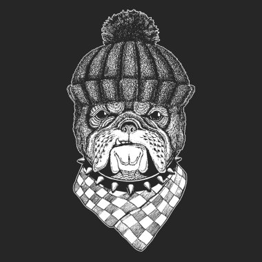 Bulldog, köpek. Kış örgüsü şapka. Sevimli hayvan portresi.