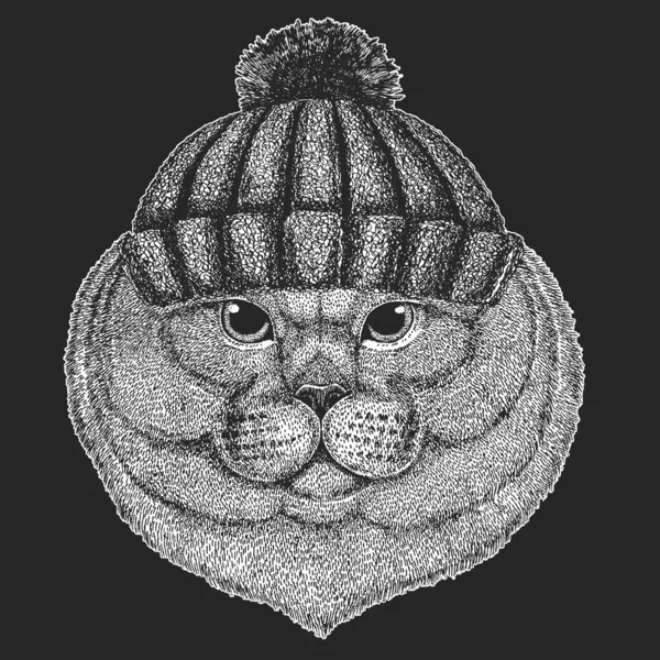 Βρετανός κοντός γάτος. Χειμερινό πλεκτό καπέλο. Σκοτσέζικη. Γλυκό γατάκι. Δροσερά ζώα. — Διανυσματικό Αρχείο