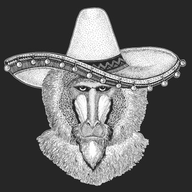 Maymun, maymun, maymun. Sombrero geleneksel Meksika şapkası. Meksika mı? Kafa, hayvan portresi.