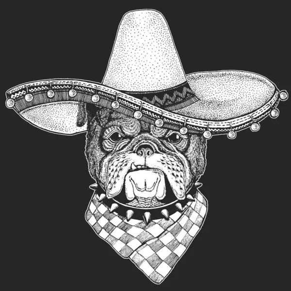 Bulldog, amico. Sombrero è un tradizionale cappello messicano. Messico. Ritratto di simpatico animale . — Vettoriale Stock