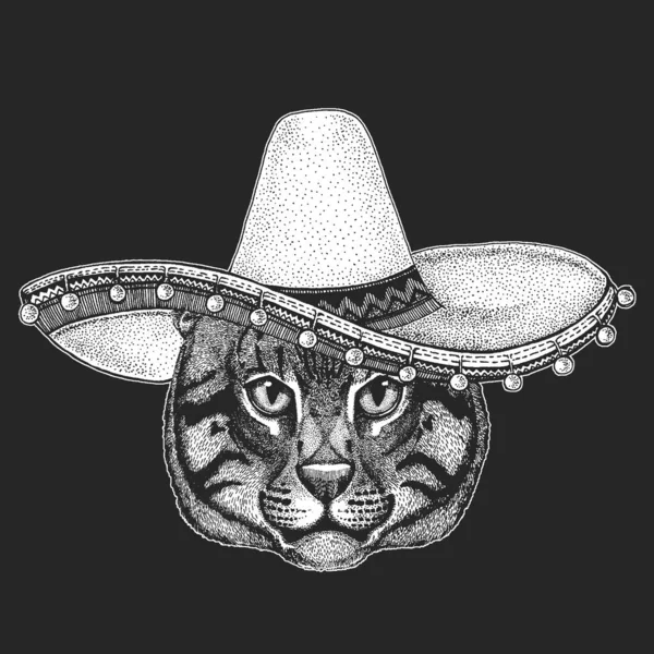 Gesicht der Hauskatze. Sombrero ist ein traditioneller mexikanischer Hut. Mexiko. Tierporträt. Niedliche Kätzchen, Kätzchen. — Stockvektor