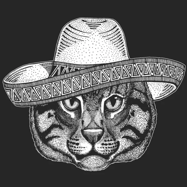 Evcil kedinin yüzü. Sombrero geleneksel Meksika şapkası. Meksika mı? Hayvan portresi. Şirin kedicik, kedicik. — Stok Vektör
