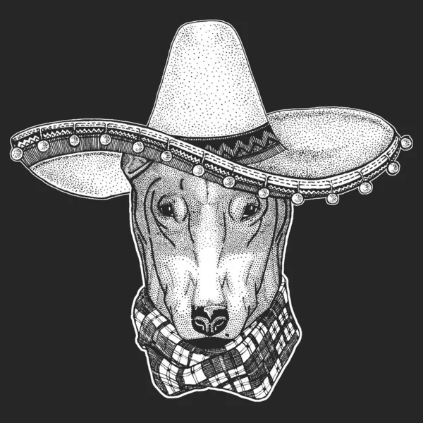 Bullterrier, perro. Sombrero es un sombrero tradicional mexicano. México. . — Vector de stock